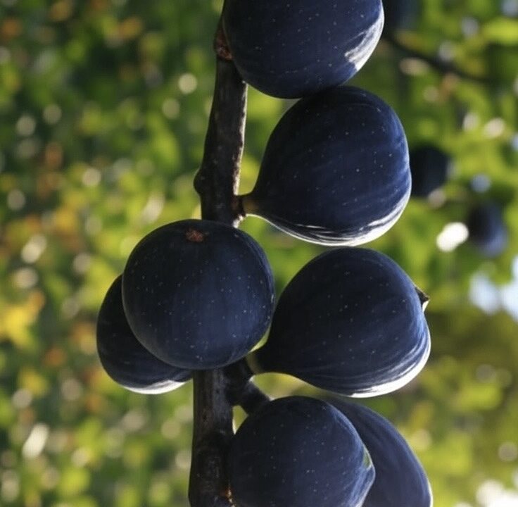 Türkiye’nin incirdeki yeni yıldızı “Siyah Orak”, dünya pazarında dengeleri değiştirecek