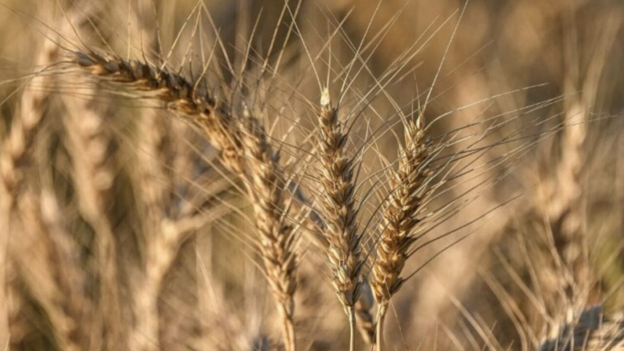 2025’te küresel buğday üretiminde artış bekleniyor