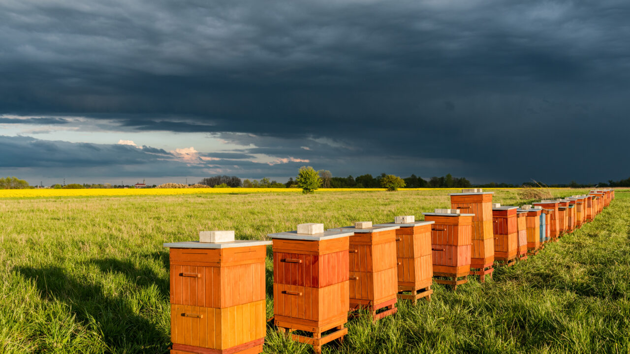 İklim krizinin kanatlı muhafızları