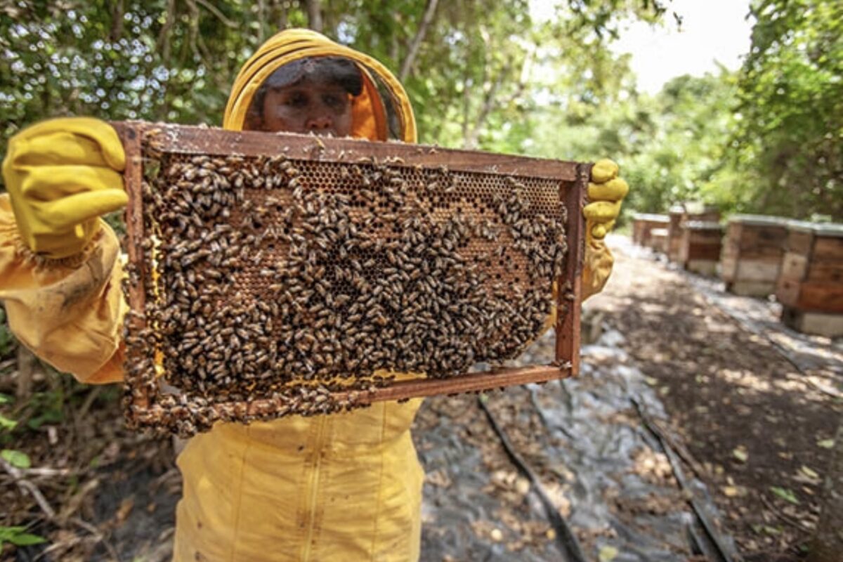 Bal üretim miktarı tartışması
