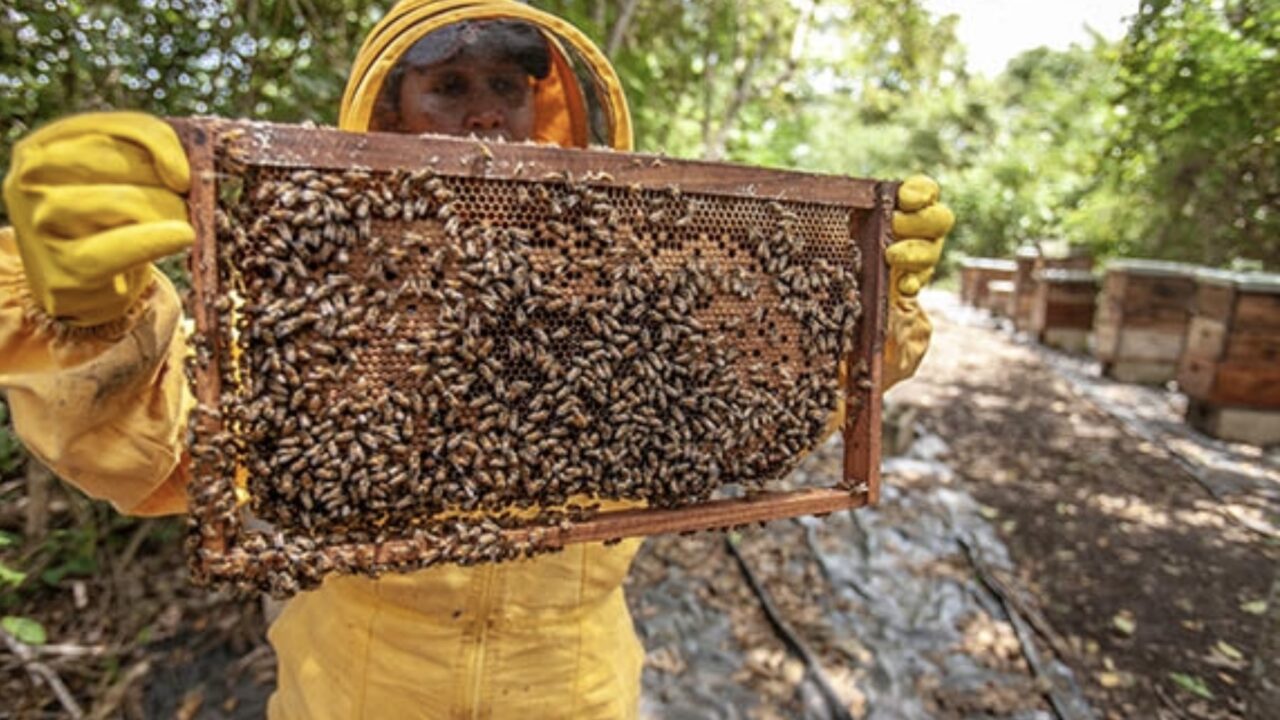 Bal üretim miktarı tartışması